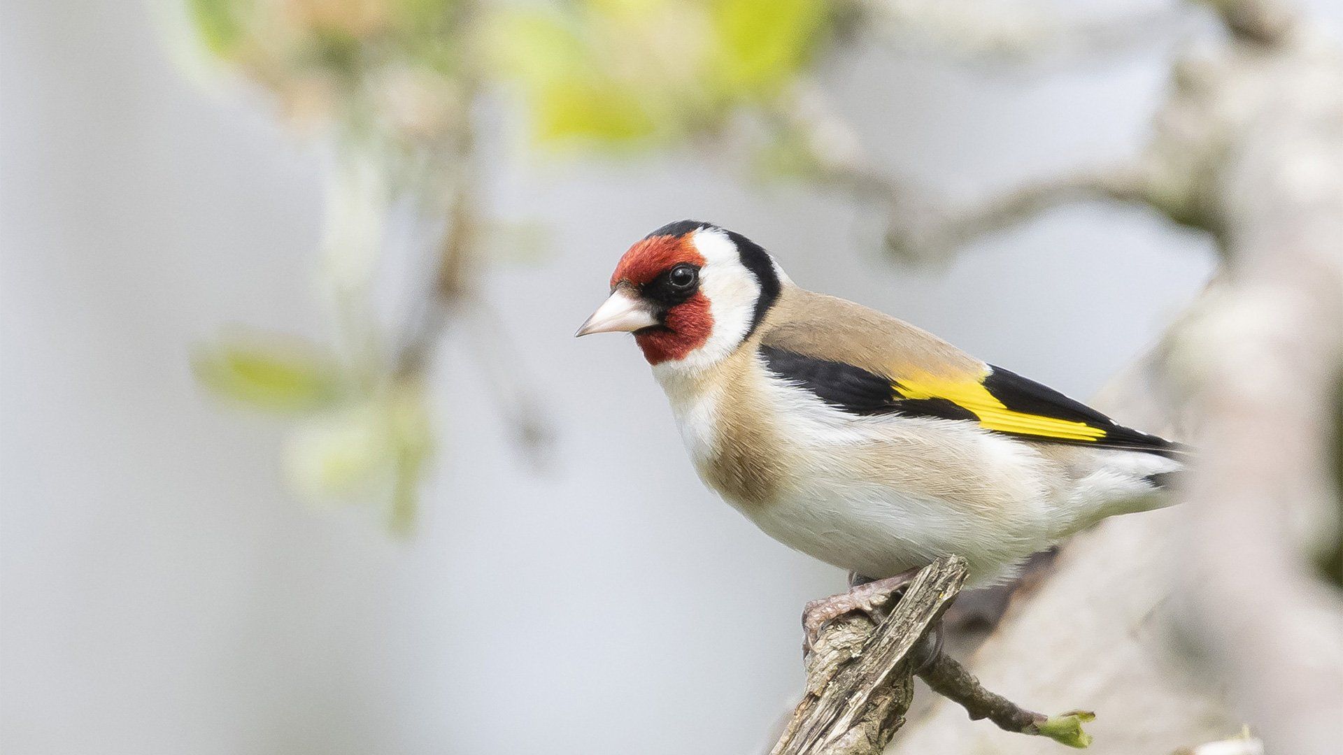 A goldfinch perched on a branch.